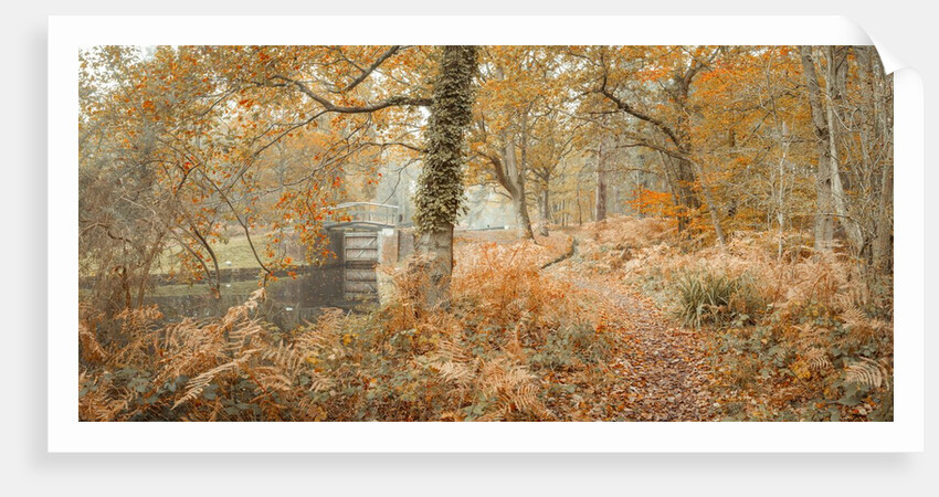 Canal through forest by Assaf Frank